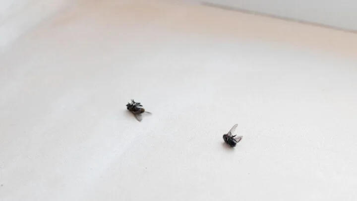 Do Dead Flies Attract More Flies? (Why, and How to Keep Them Away)