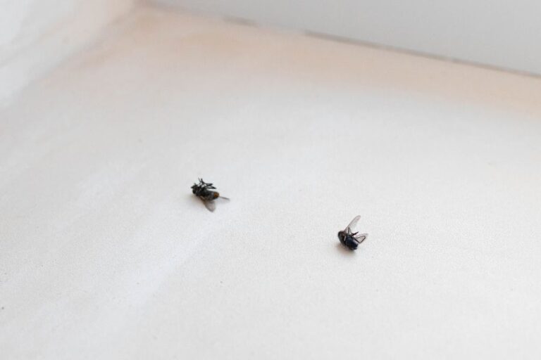 Dead Flies on White Background