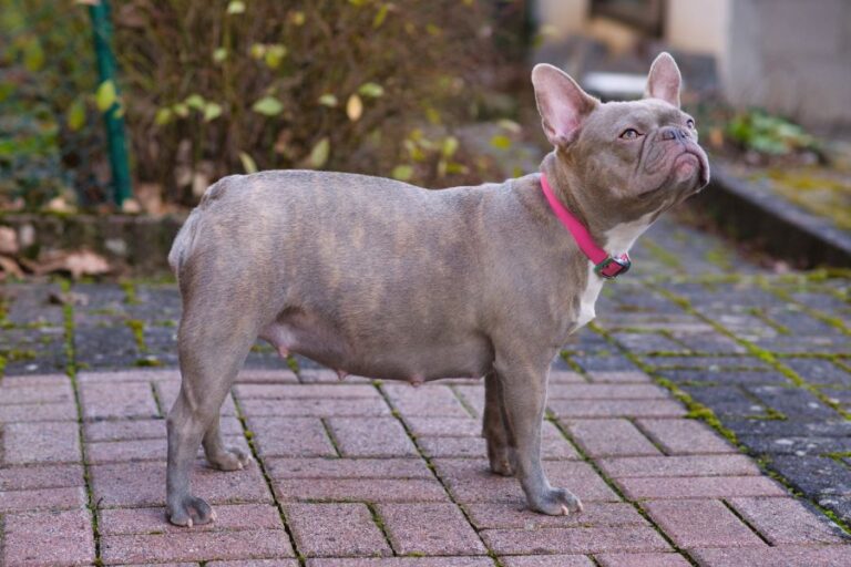 Lilac Brindle French Bulldog Pregnant