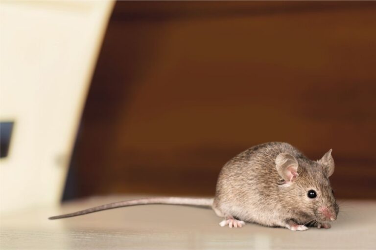 Mouse Resting on Countertop