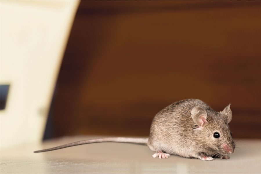 Do Dryer Sheets Repel Mice? (Tips to Make Them More Effective)