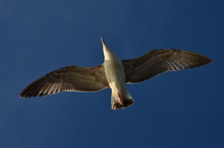 Seagull Flying Overhead