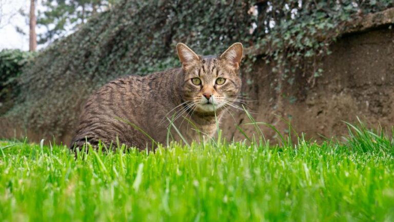 Tabby Cat Sitting in Green Grass