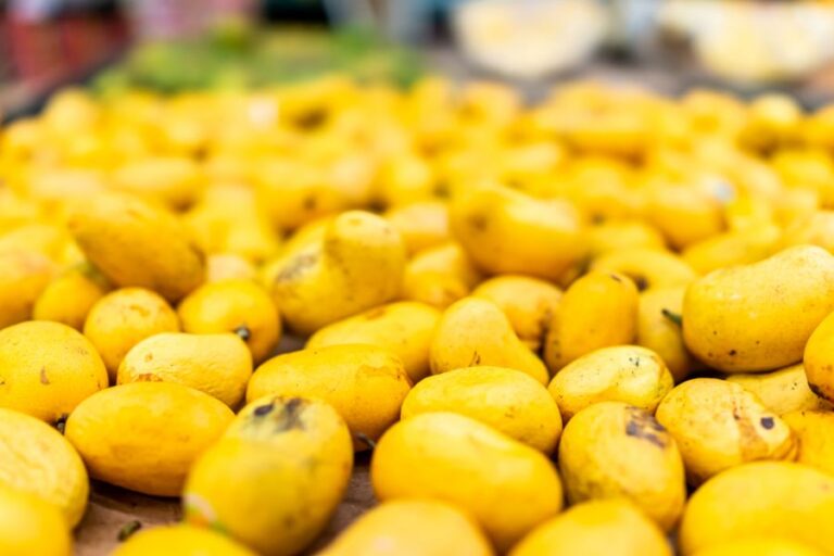 Closeup of Many Overripe Mangoes