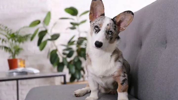 Why Is My Dog Expressing Its Glands on the Couch?