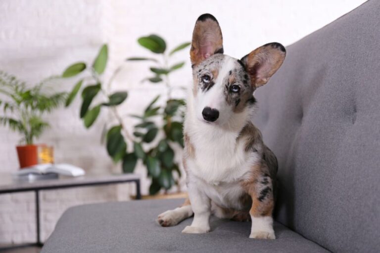 Blue Merle Corgi Sitting on a Couch