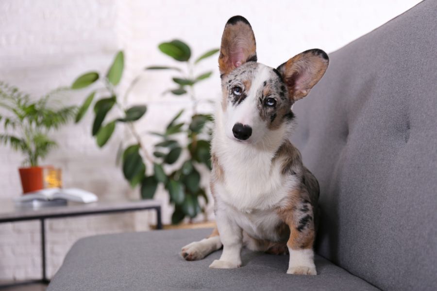 Blue Merle Corgi Sitting on a Couch