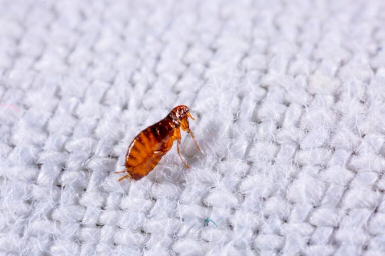 Close Up of a Flea on White Fabric