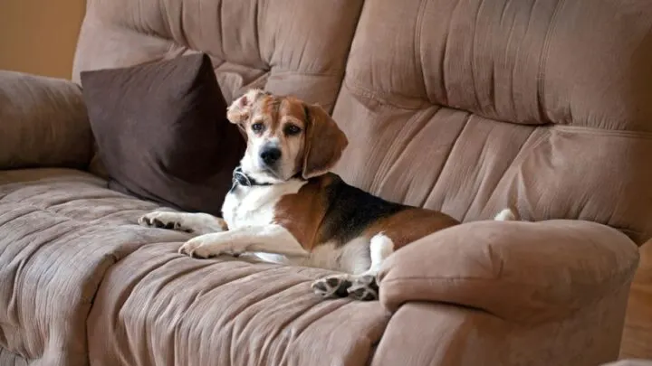 How to Clean a Heavily Soiled Microfiber Couch
