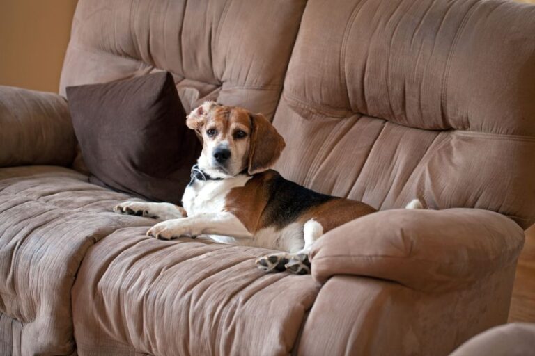 Older Beagle Laying on Side on Brown Microfiber Couch