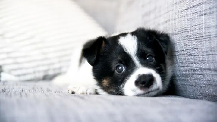 Why Does My Dog Dig on the Couch? (10 Common Reasons)