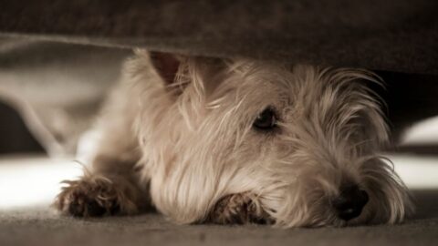 Why Does My Dog Hide Under the Couch? (4 Common Reasons) - wigglywisdom.com