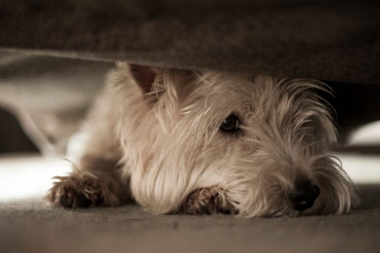 Westie Dog Hiding Under a Couch