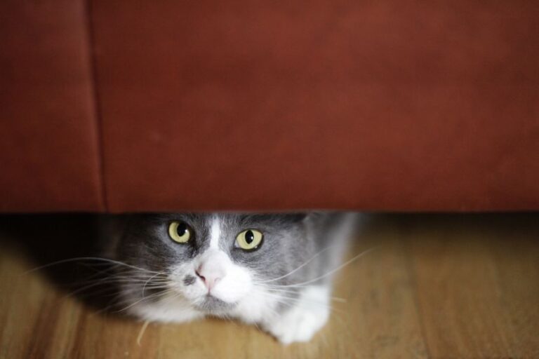 White and Gray Cat Hiding Under Couch