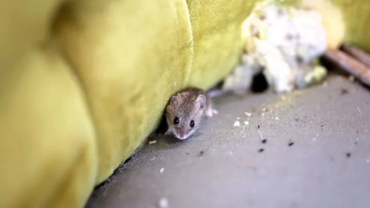 Can Mice Live in Couches? (And How to Get Rid of Them)