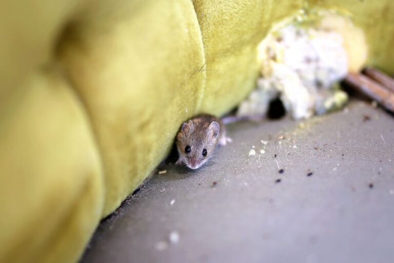 Gray House Mouse Sitting by Nest on Upholstered Chair
