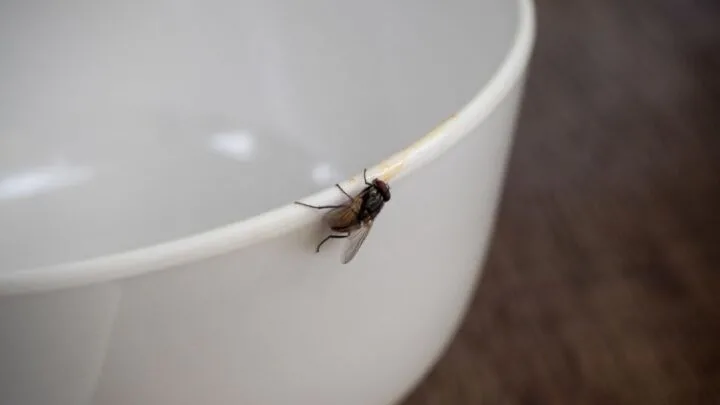 5 Simple Ways to Catch Flies (Without Killing Them)