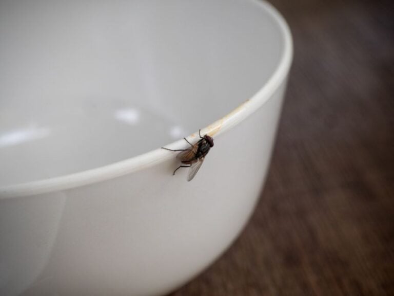 House Fly on a White Bowl