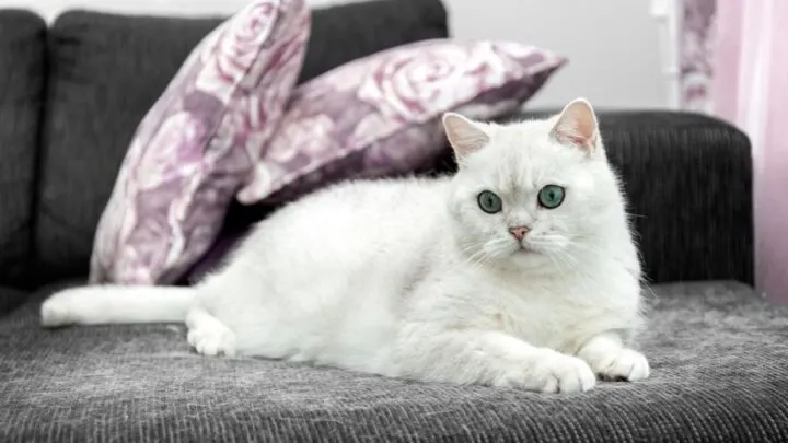 7 Easy Ways to Remove Embedded Pet Hair From a Couch