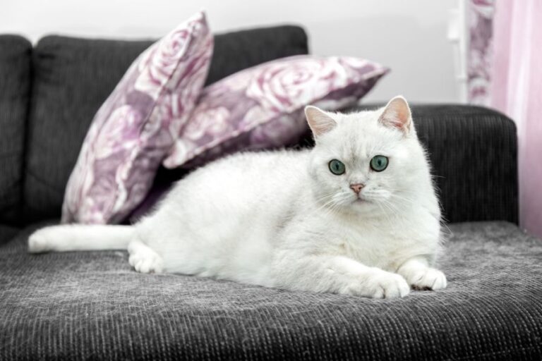Shedding Light Gray Cat on a Dark Sofa