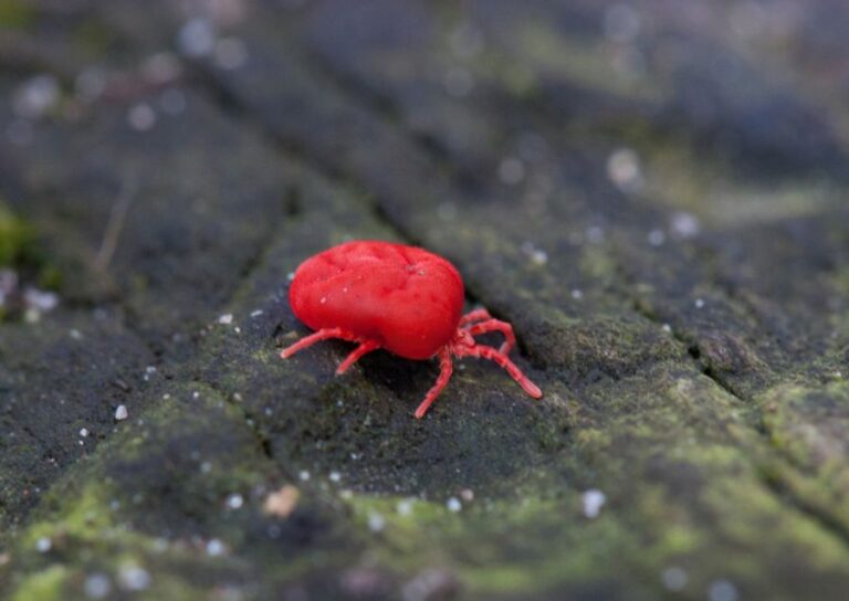 Small Berry Bug or Chigger on Wood Log