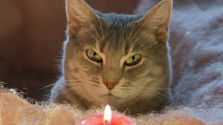 Are Candles Bad for Cats? (And What to Use Instead)