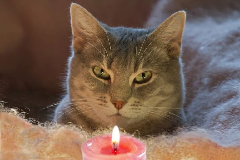Tabby Cat Staring at Candle Flame