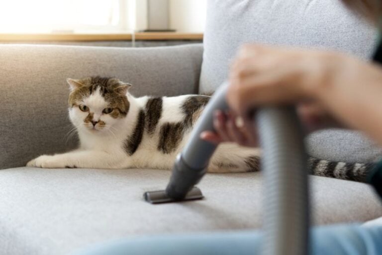 Woman Vacuuming a Couch While a Cat Watches