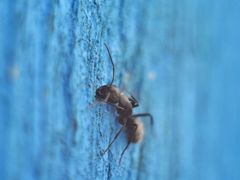 Black Ant Crawling on a Blue Wooden Fence