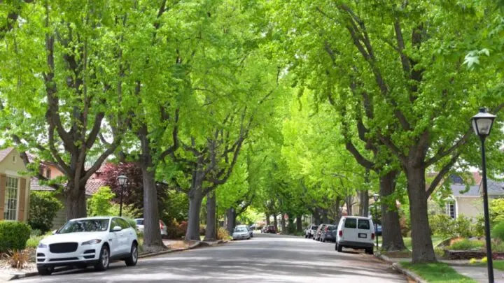 Can You Park in Front of a Mailbox?