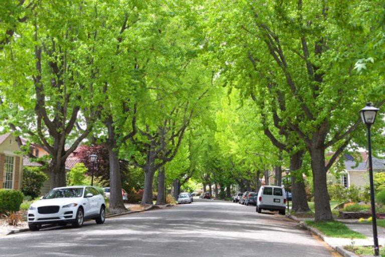 Cars Parked Along a Residential Street