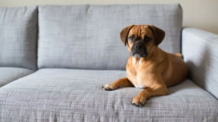 Why Does My Dog Keep Peeing On The Couch? (10 Causes)