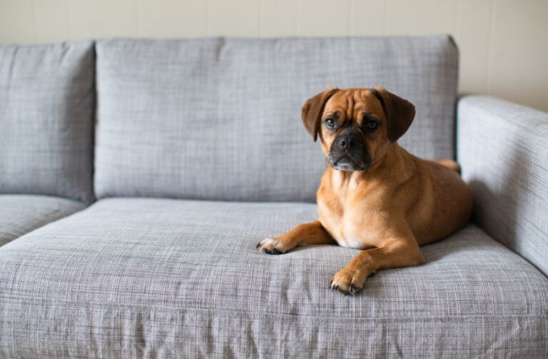 Puggle Laying on a Couch and Looking at the Camera