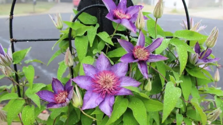 16 Beautiful Plants to Plant Around Your Mailbox