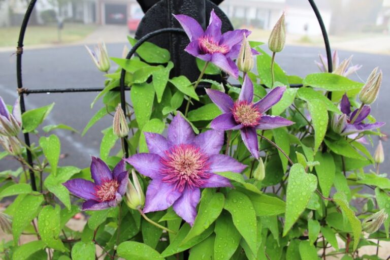 Purple Clematis Growing on a Trellis Behind a Mailbox