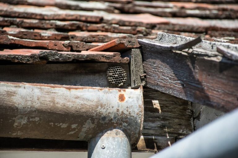 Wasp Nest in a Gutter
