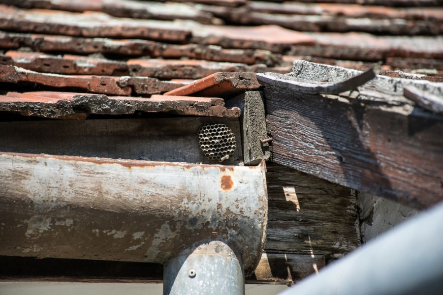 Wasp Nest in a Gutter