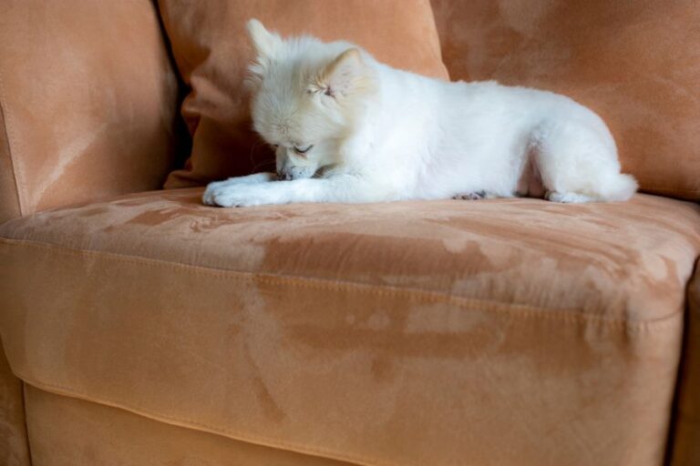 White Pomeranian Dog Licking Leg on a Couch