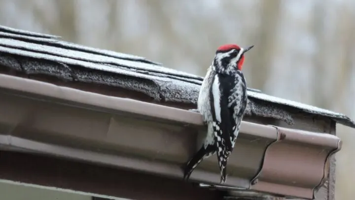 Why Is a Woodpecker Pecking on My Gutters? (4 Reasons)