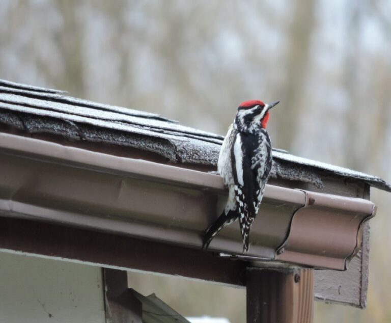 Yellowbellied Sapsucker Woodpecker Perched on a Gutter
