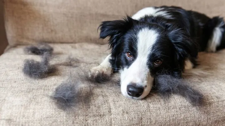 4 Easy Ways to Keep Your Couch Clean With Dogs