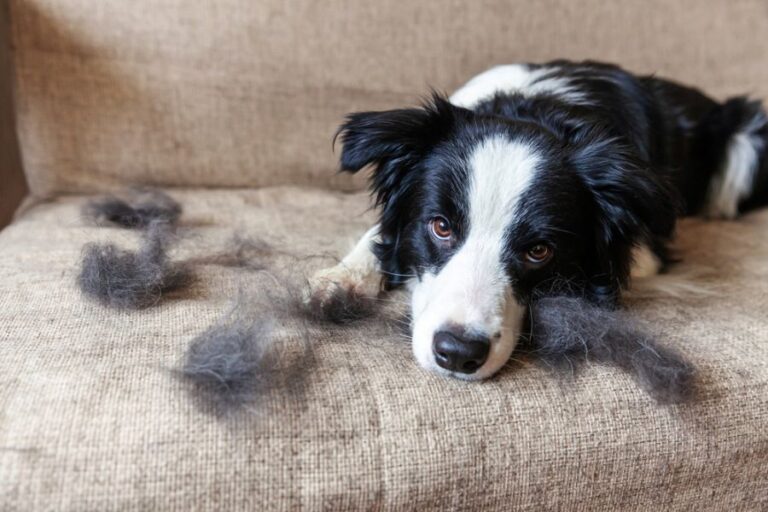 Border Collie Dog Laying on Couch With Lots of Loose Hair