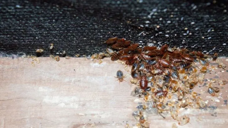 Can Bed Bugs Live in a Couch? (Plus How to Get Rid of Them)