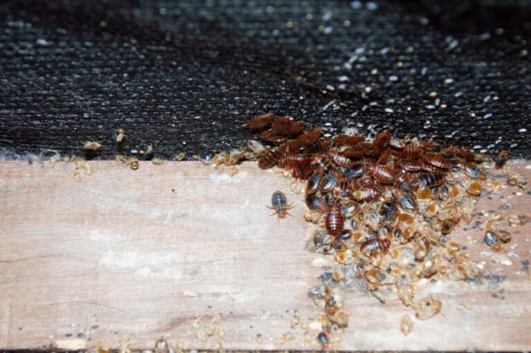 Bedbug Infestation in Apartment on Wooden Frame of Furniture