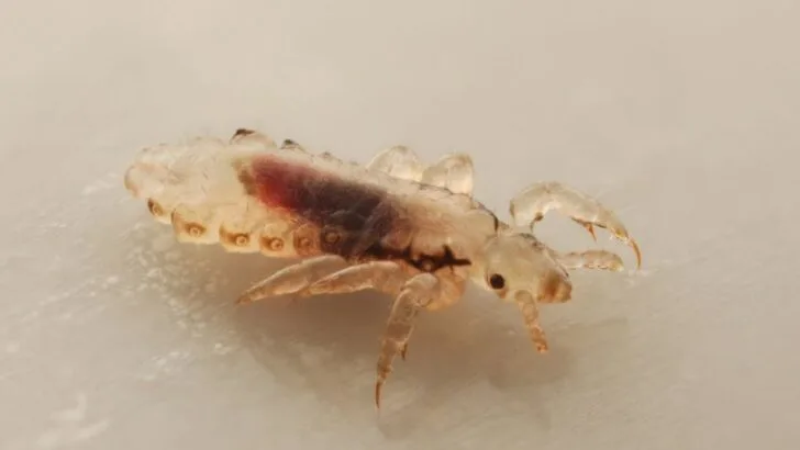 Can Lice Live On a Couch? (And for How Long?)