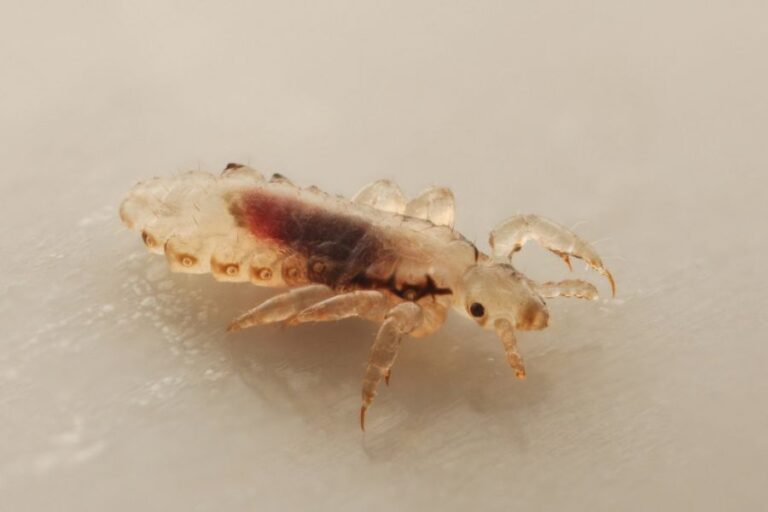 Closeup of a Head Louse on a White Surface