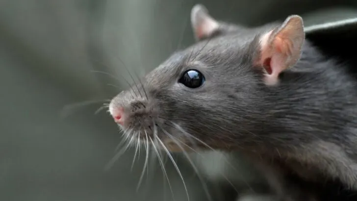 5 Tips to Stop Rats From Climbing Your Downspouts