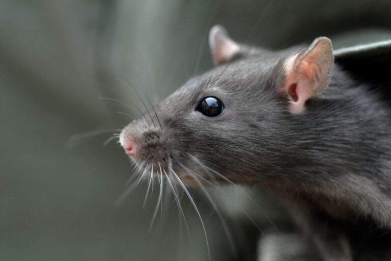 Head of a Young Common Rat