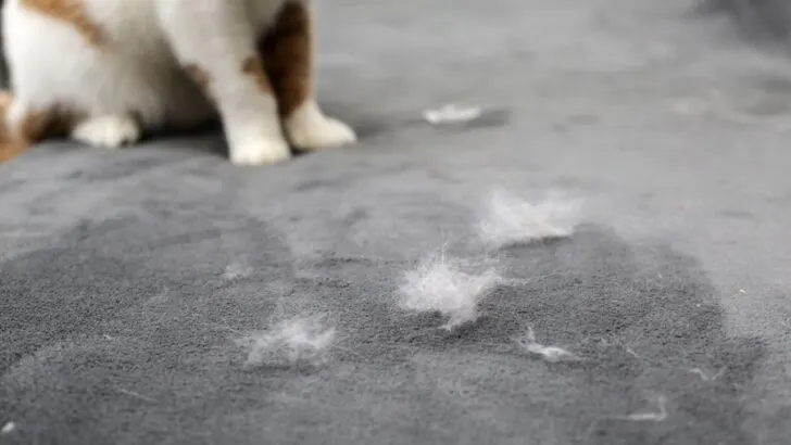8 Easy Ways to Get Rid of Cat Hair On Your Couch