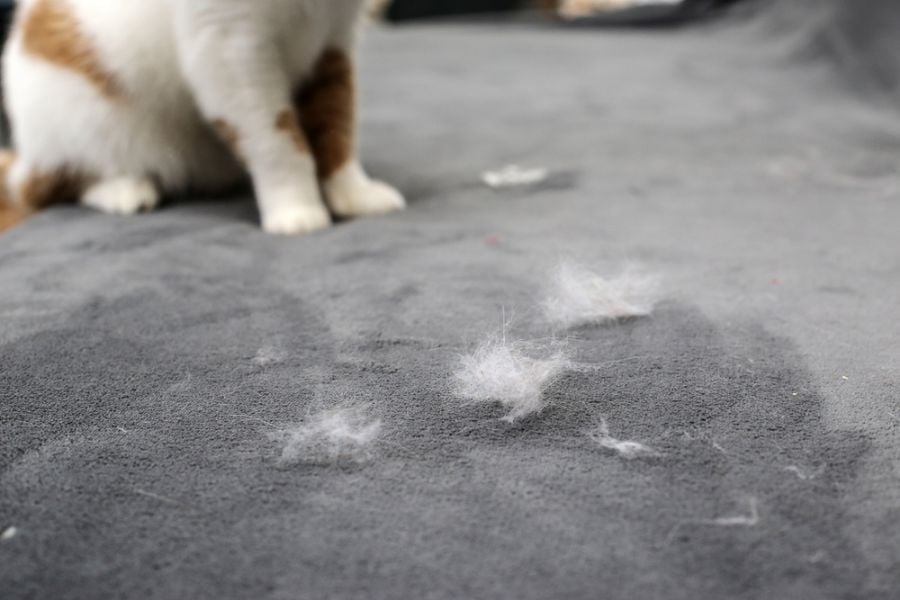 Orange and White Cat Looking at Shed Cat Hair on Couch
